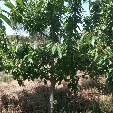 樱桃树