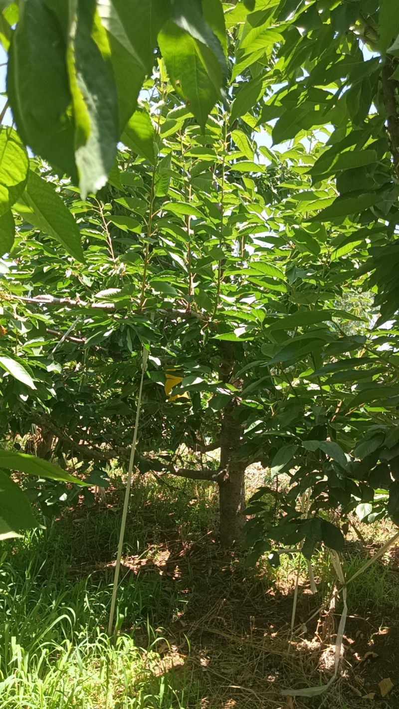 樱桃树