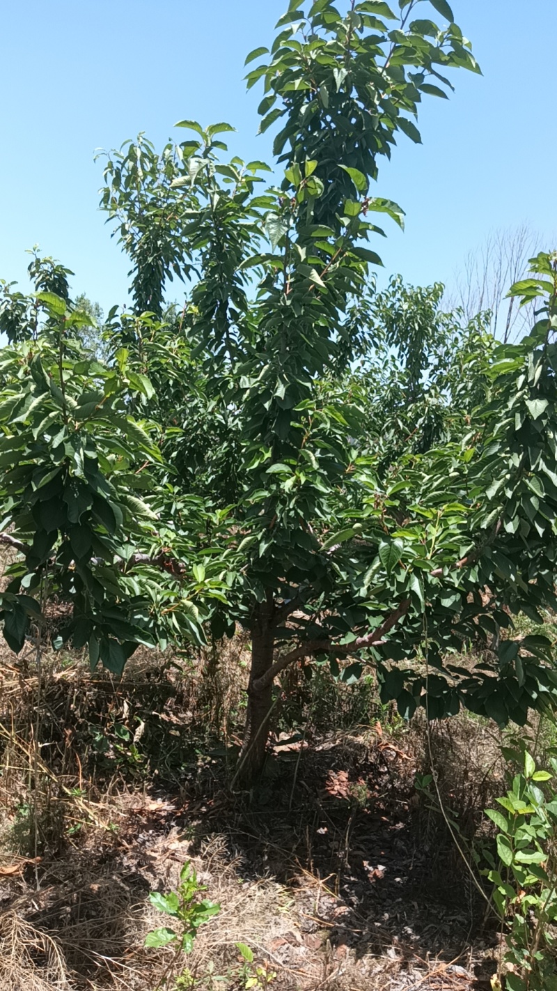 樱桃树