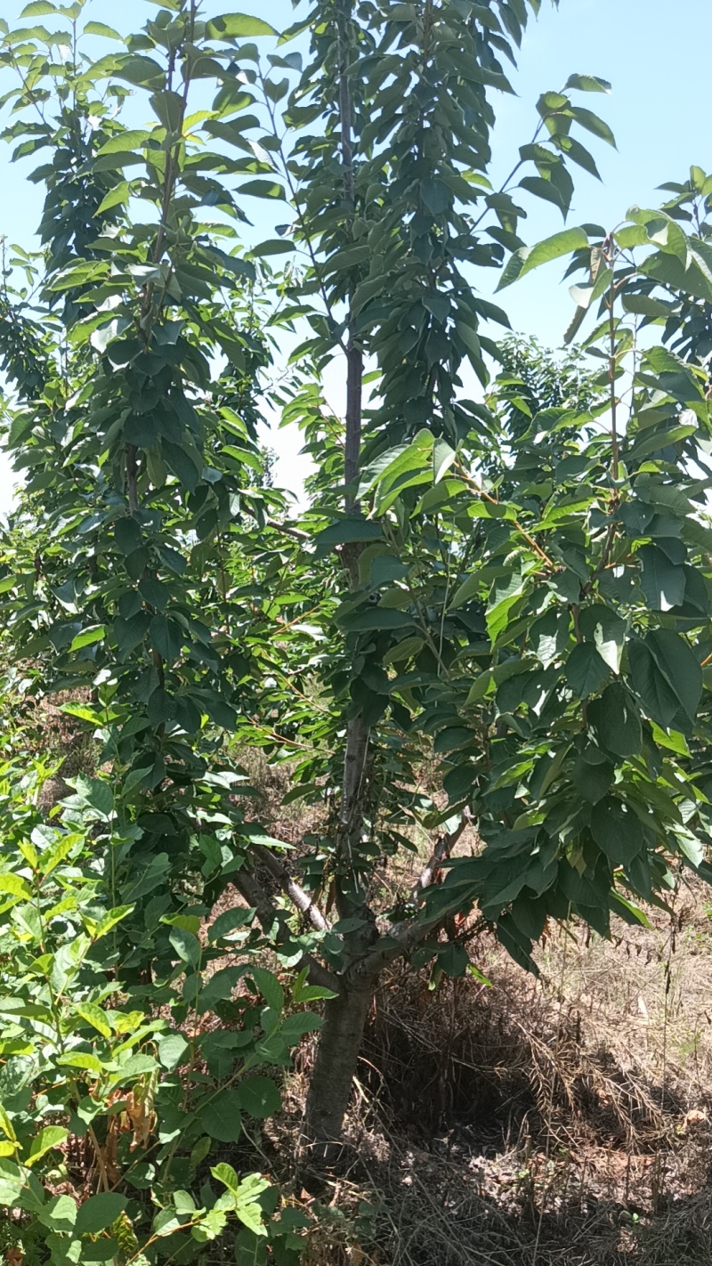樱桃树