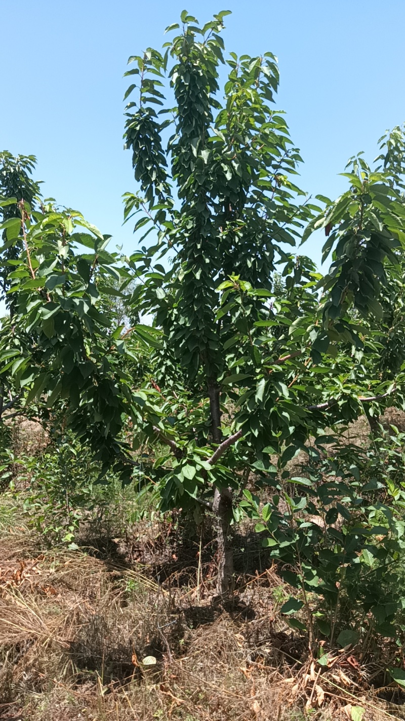 樱桃树