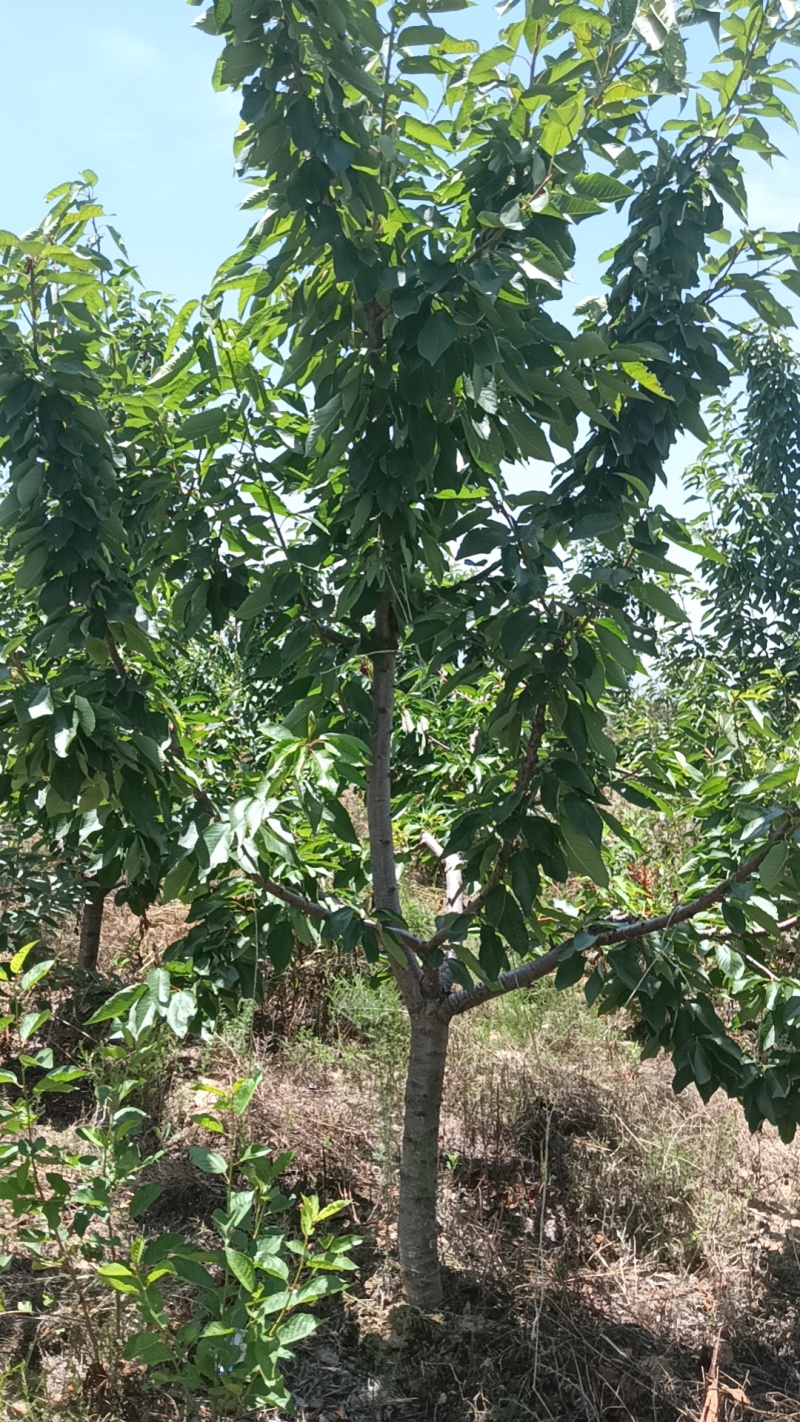 樱桃树