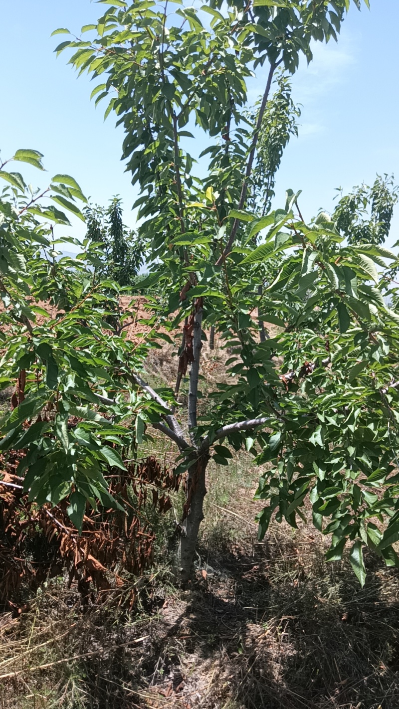 樱桃树