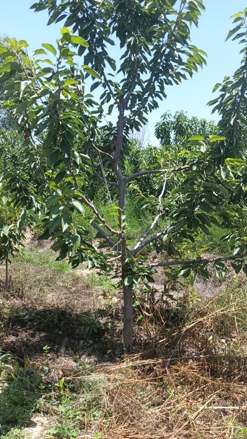 樱桃树