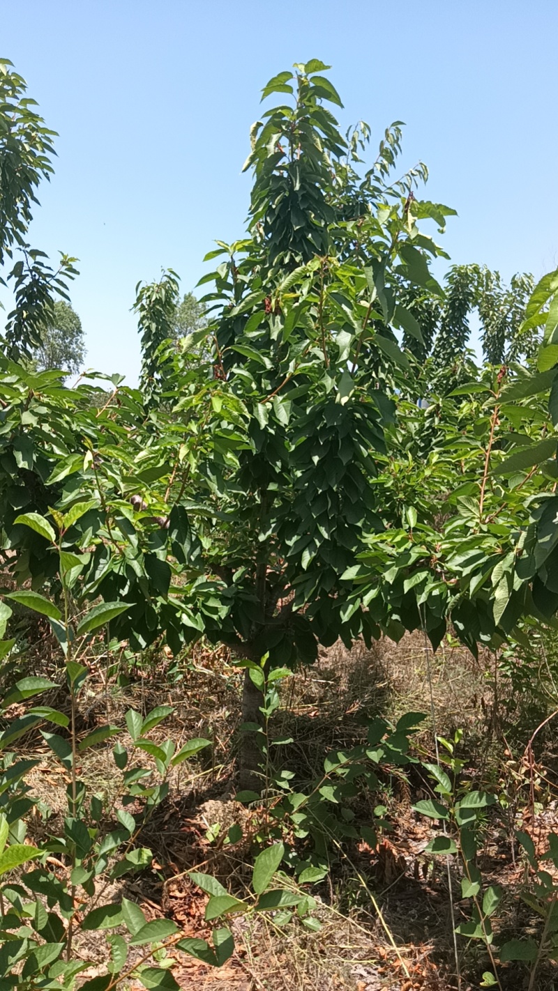 樱桃树