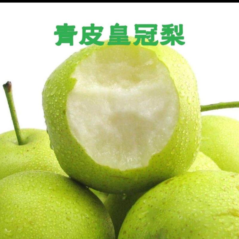 青皮皇冠梨