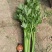 精品毛菜