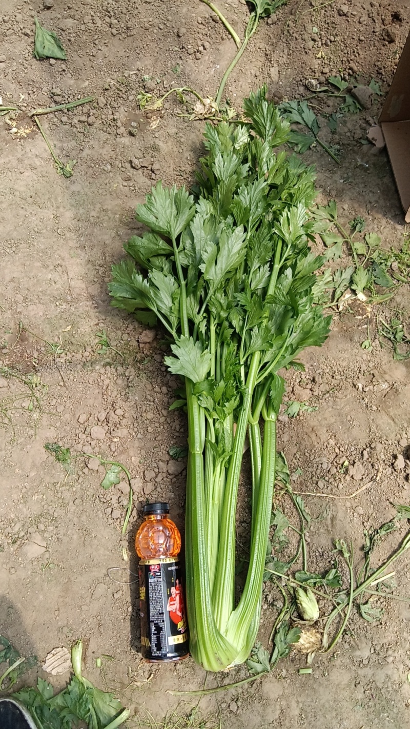 精品毛菜