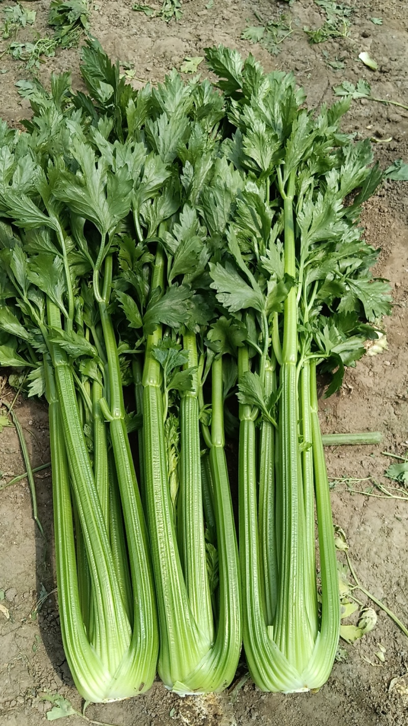 精品毛菜