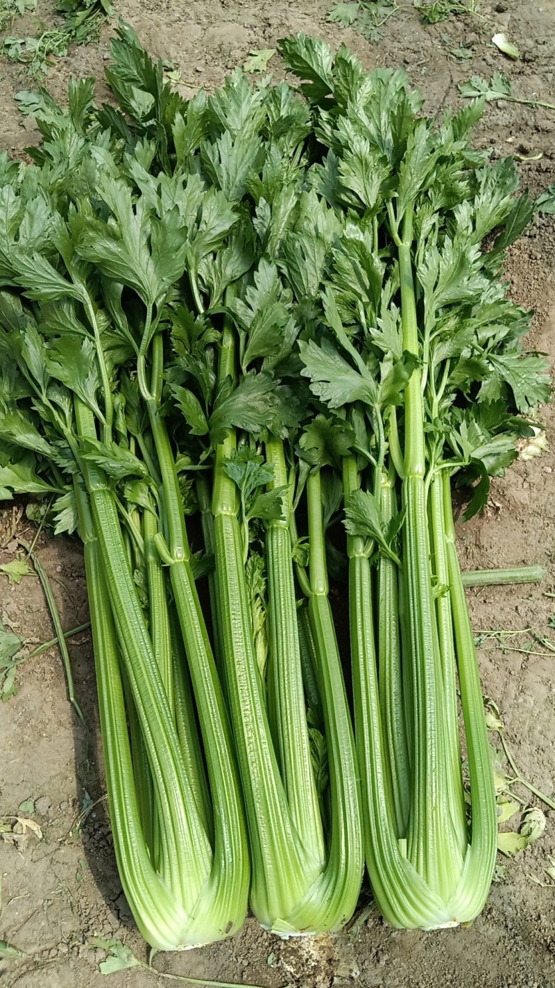 精品毛菜