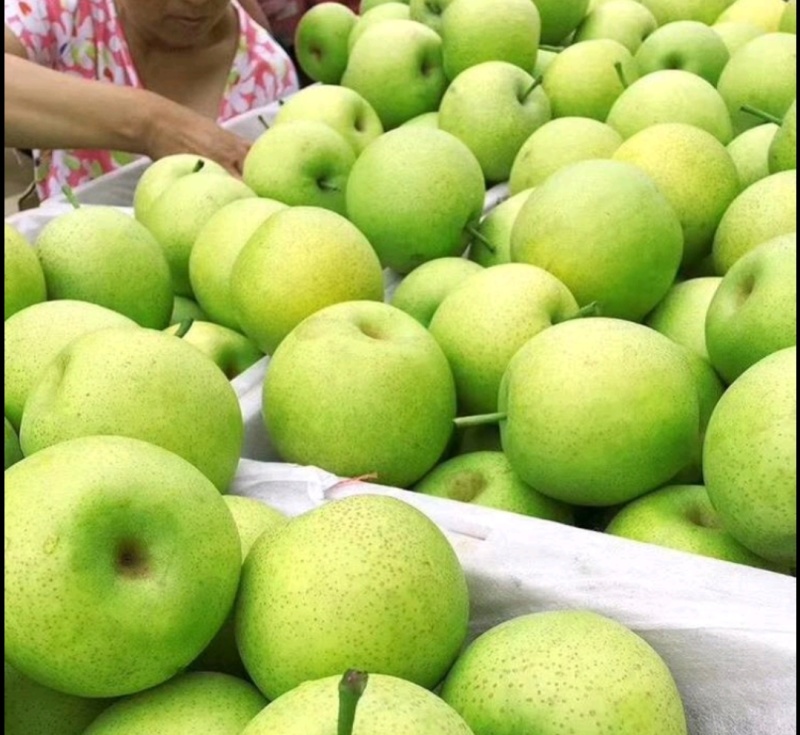 青皮皇冠梨