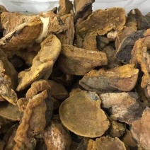 中药材桑黄桑树黄
