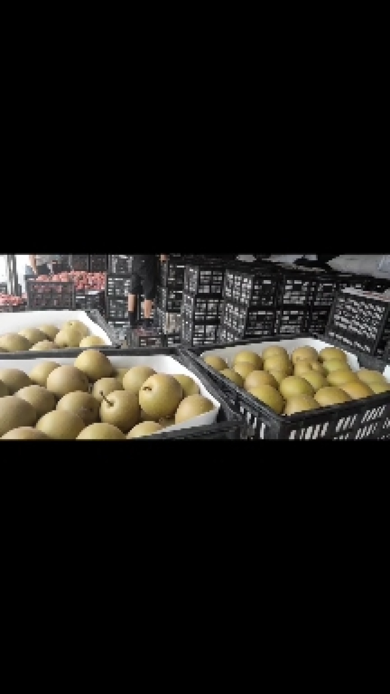 圆黄梨