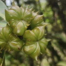 野八角，不可食用