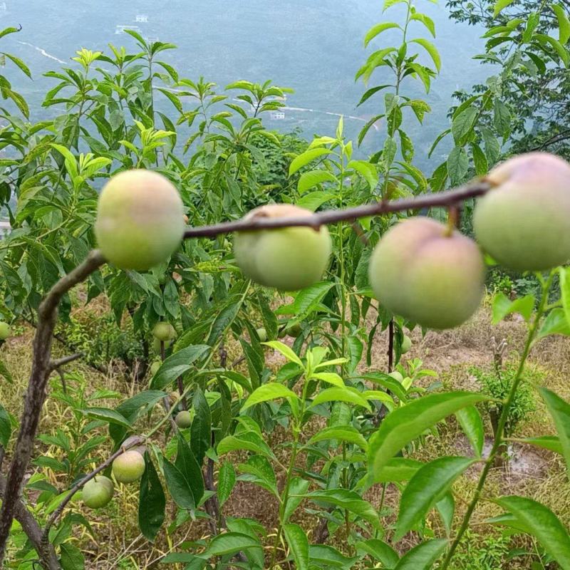 屏山半边红