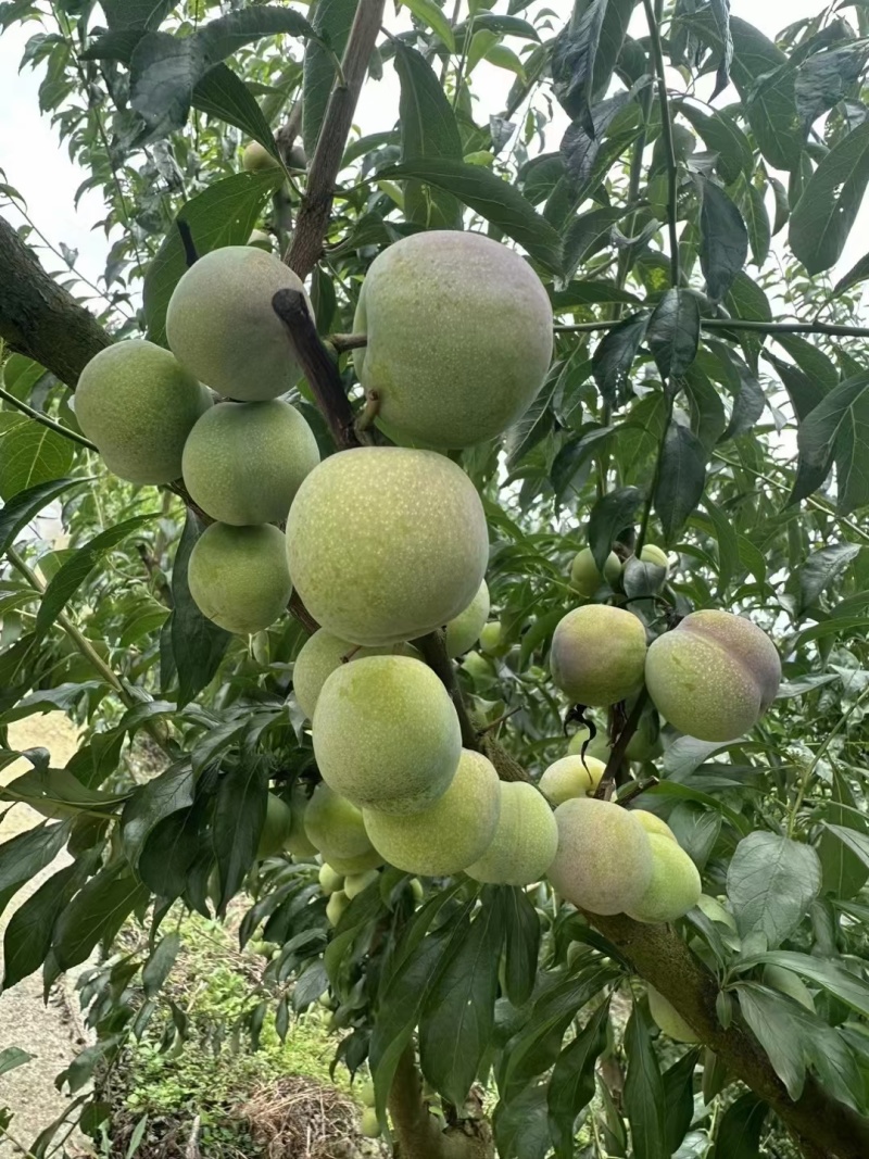 屏山半边红