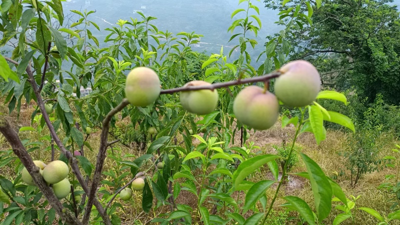 屏山半边红