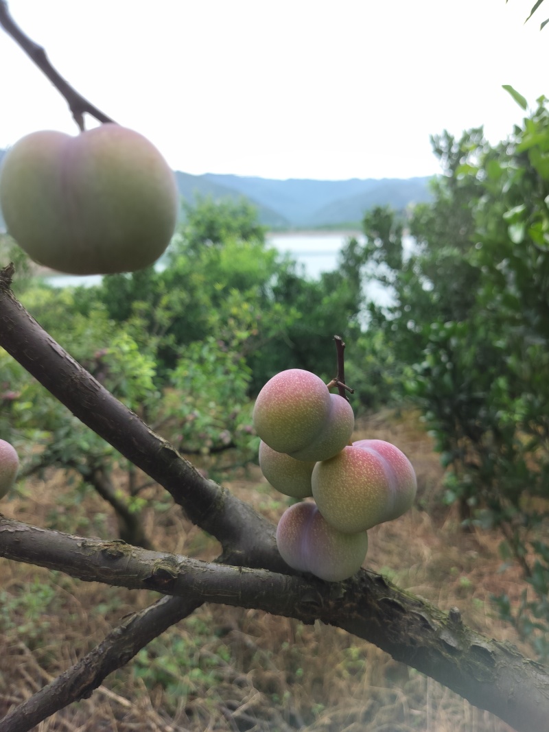 屏山半边红