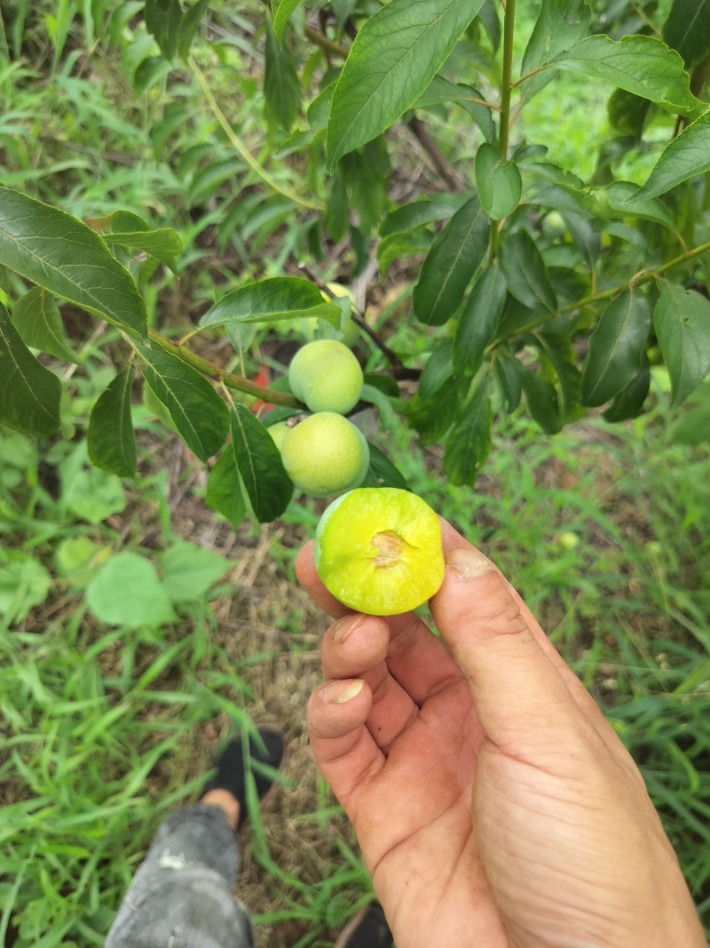 屏山半边红