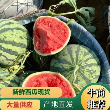 美都8424有籽麒麟瓜产地直发大量现货，包熟包甜坏瓜包赔