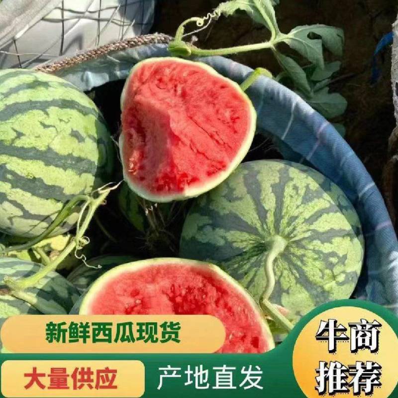 美都8424有籽麒麟瓜产地直发大量现货，包熟包甜坏瓜包赔