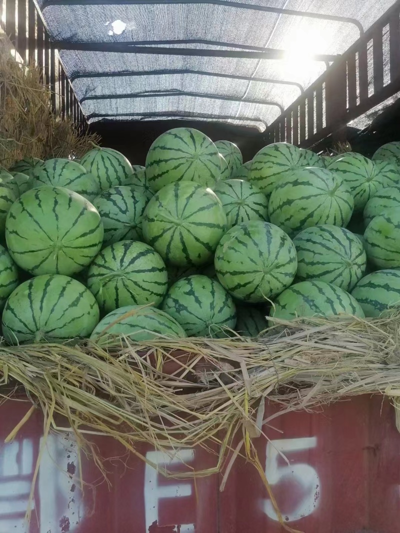 美都8424有籽麒麟瓜产地直发大量现货，包熟包甜坏瓜包赔