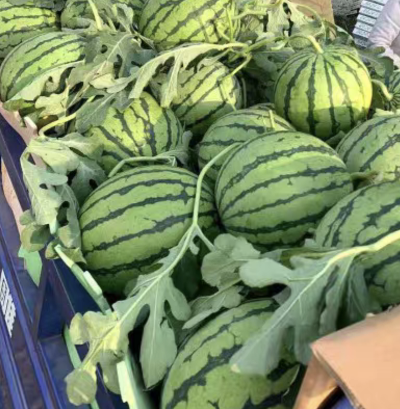 美都8424有籽麒麟瓜产地直发大量现货，包熟包甜坏瓜包赔