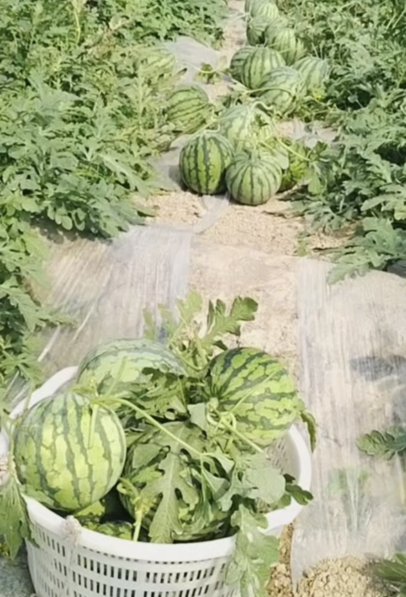 美都8424有籽麒麟瓜产地直发大量现货，包熟包甜坏瓜包赔