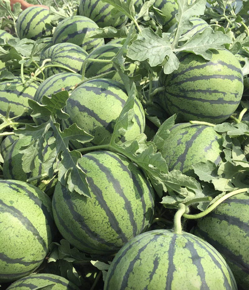 美都8424有籽麒麟瓜产地直发大量现货，包熟包甜坏瓜包赔