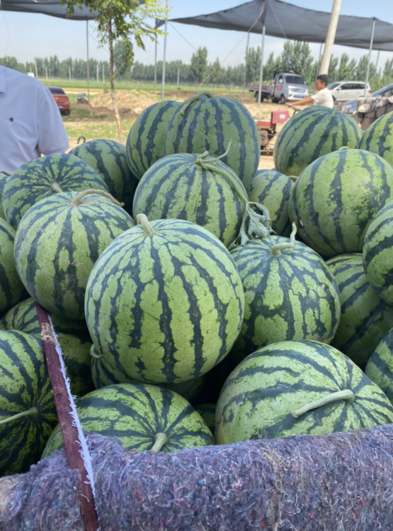 美都8424有籽麒麟瓜产地直发大量现货，包熟包甜坏瓜包赔