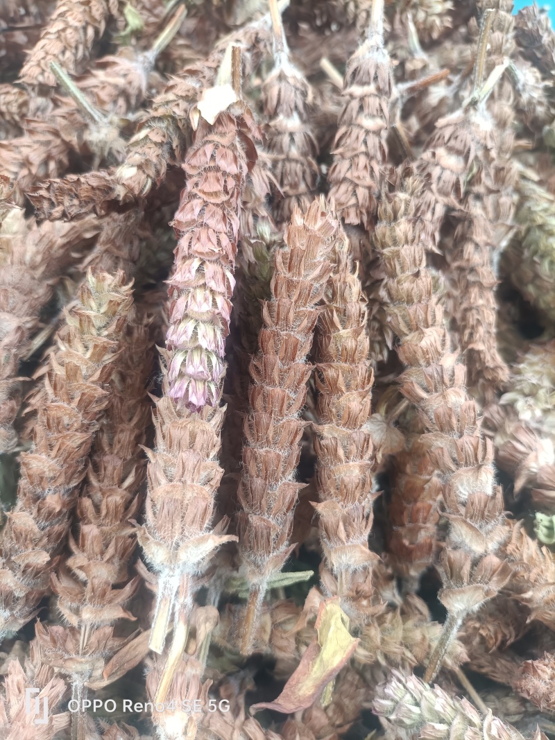 中草药夏枯草种植基地