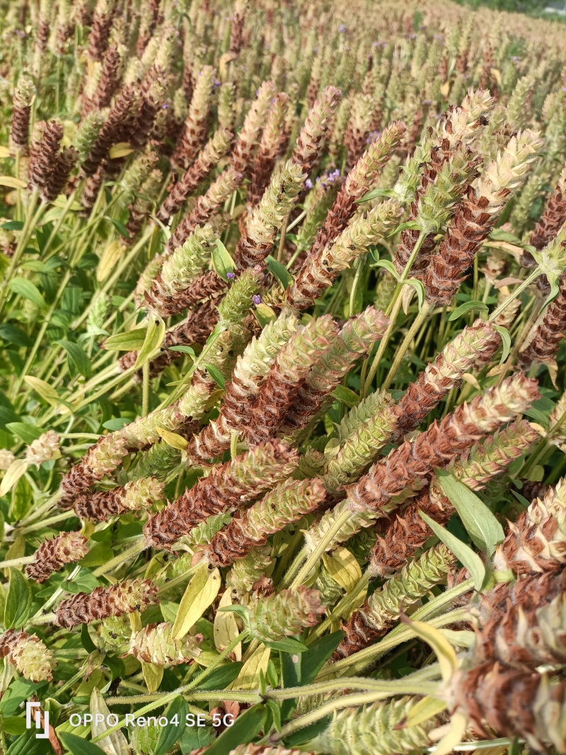 中草药夏枯草种植基地