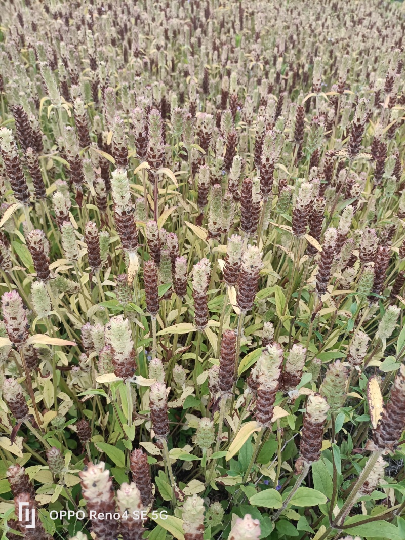 中草药夏枯草种植基地