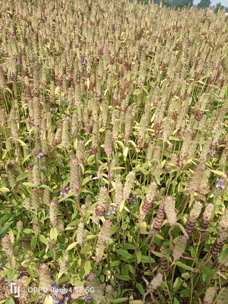 中草药夏枯草种植基地