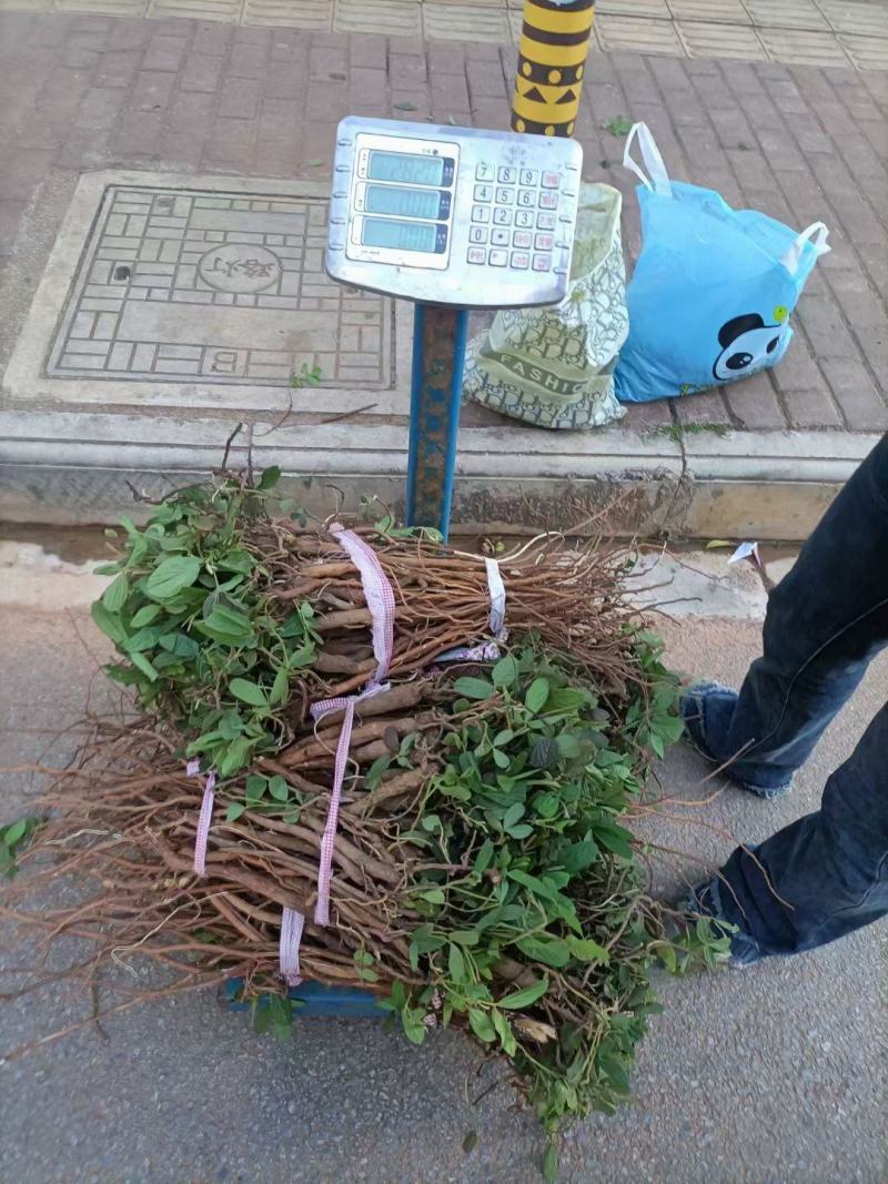 千斤拔新鲜，小叶包邮，小叶