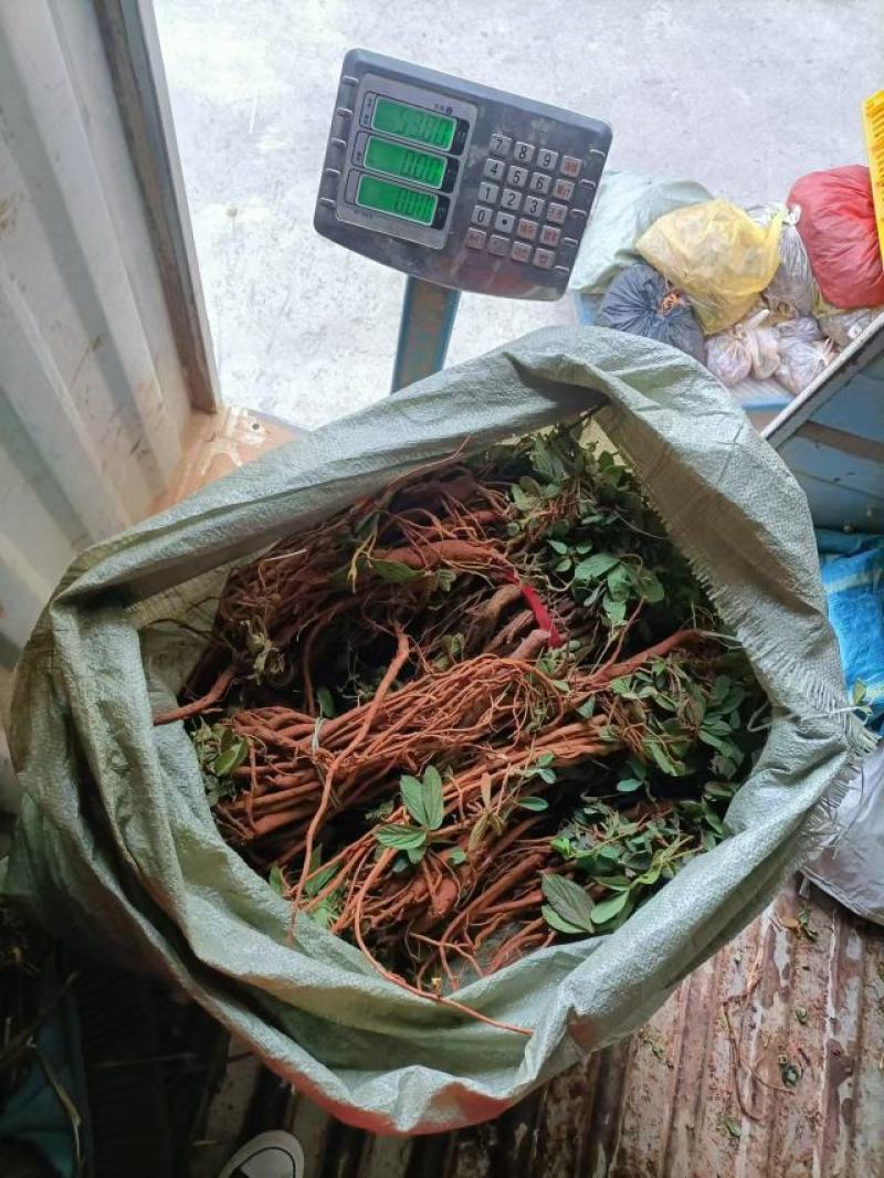 千斤拔新鲜，小叶包邮，小叶