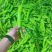 辣椒高山辣椒芜湖椒螺丝椒线椒品种多