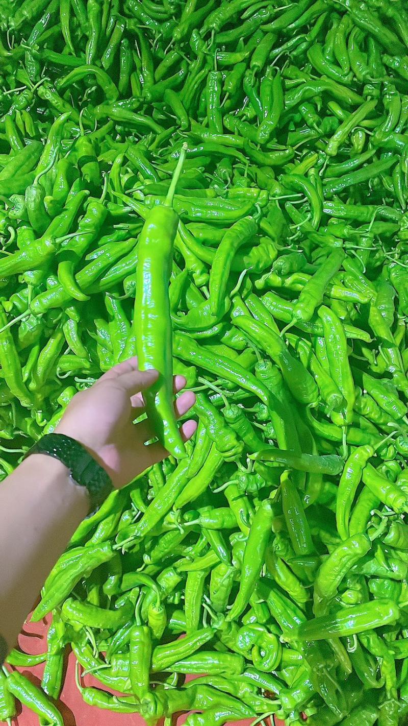 辣椒高山辣椒芜湖椒螺丝椒线椒品种多