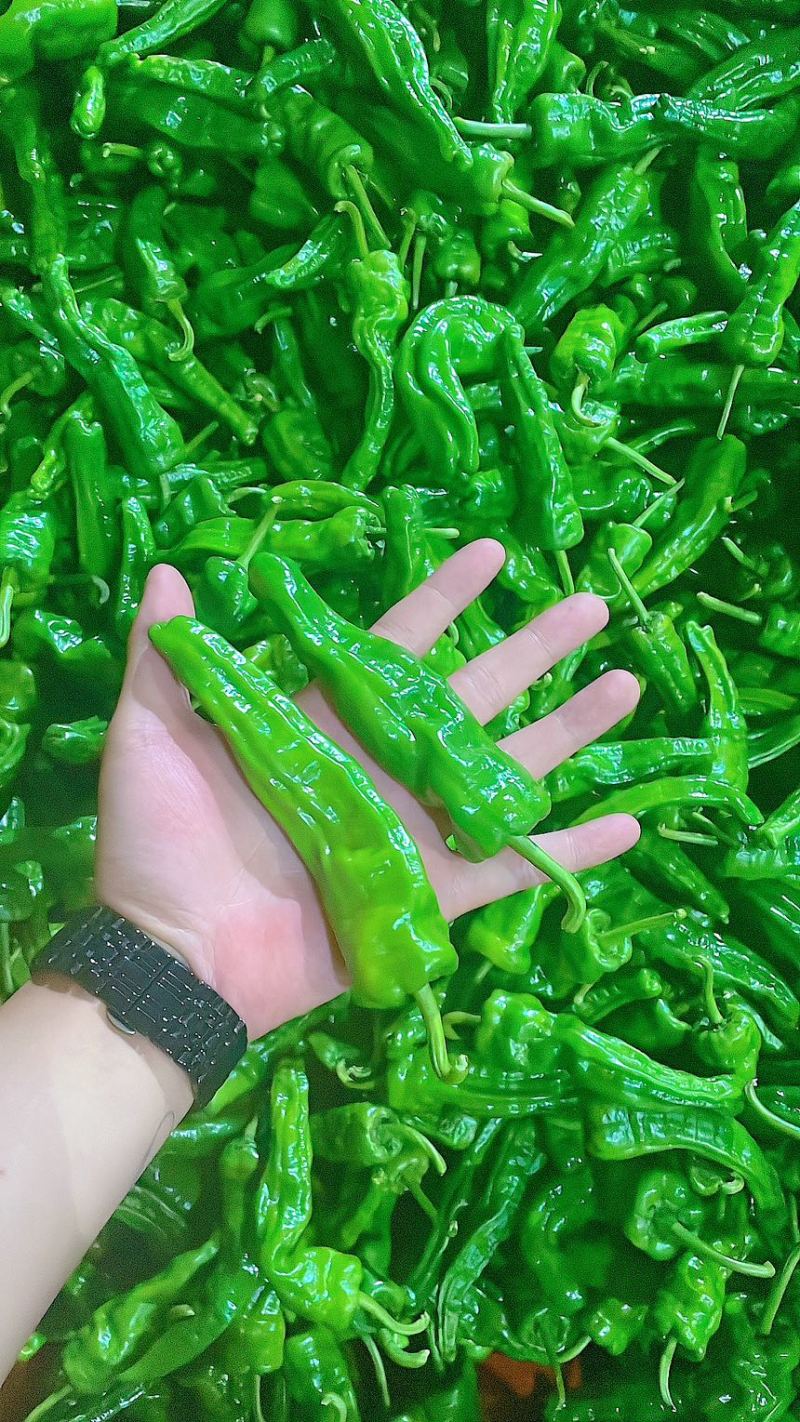 辣椒高山辣椒芜湖椒螺丝椒线椒品种多