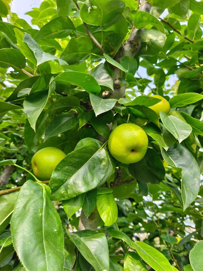 [热卖]上海奉贤区庄行蜜梨梨产地直发全国发货