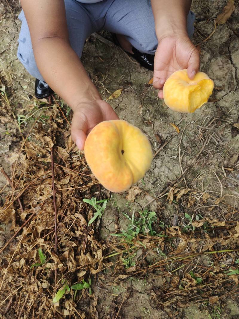 36-5桃，7-7油蟠7各种毛蟠，油蟠桃大量供应