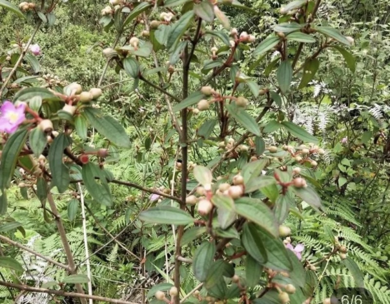 野牡丹全株干货