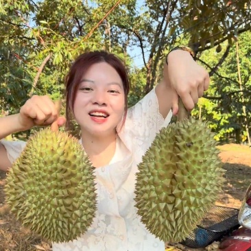 金枕榴莲，种植基地采摘“”烂果坏果包售后