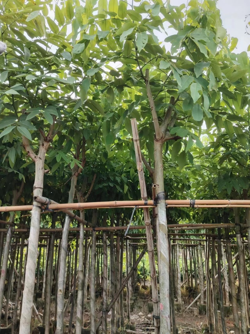 腊肠树4-15公分，大小规格齐全