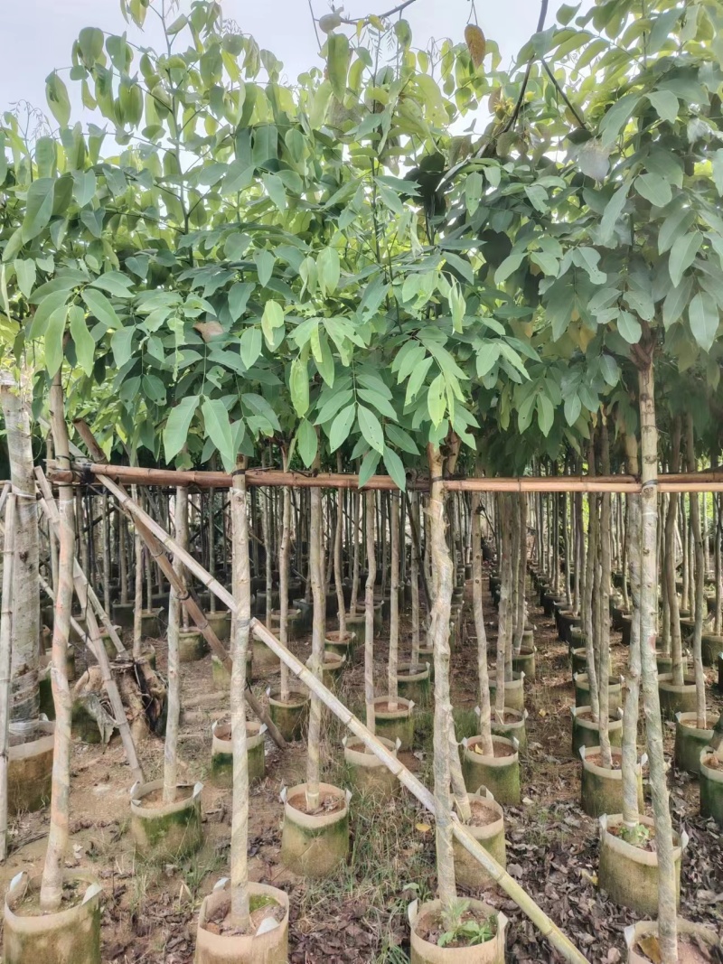 腊肠树4-15公分，大小规格齐全