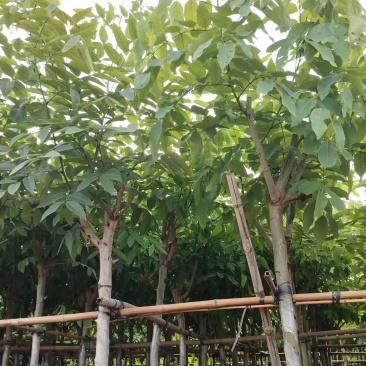 腊肠树4-15公分，大小规格齐全