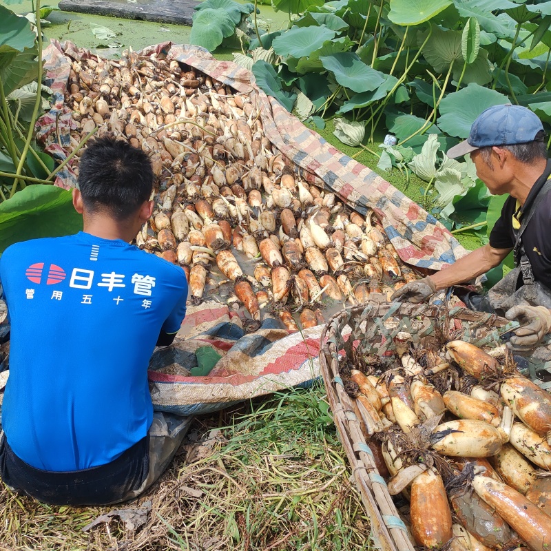 精品莲藕品质好质量好一手货源诚信经营