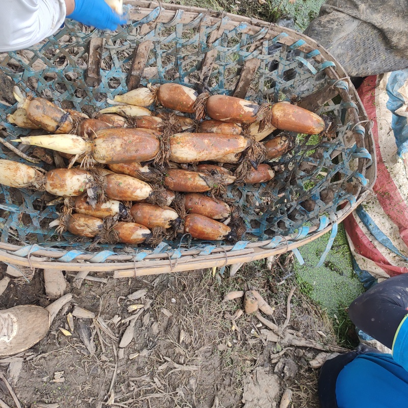 精品莲藕品质好质量好一手货源诚信经营