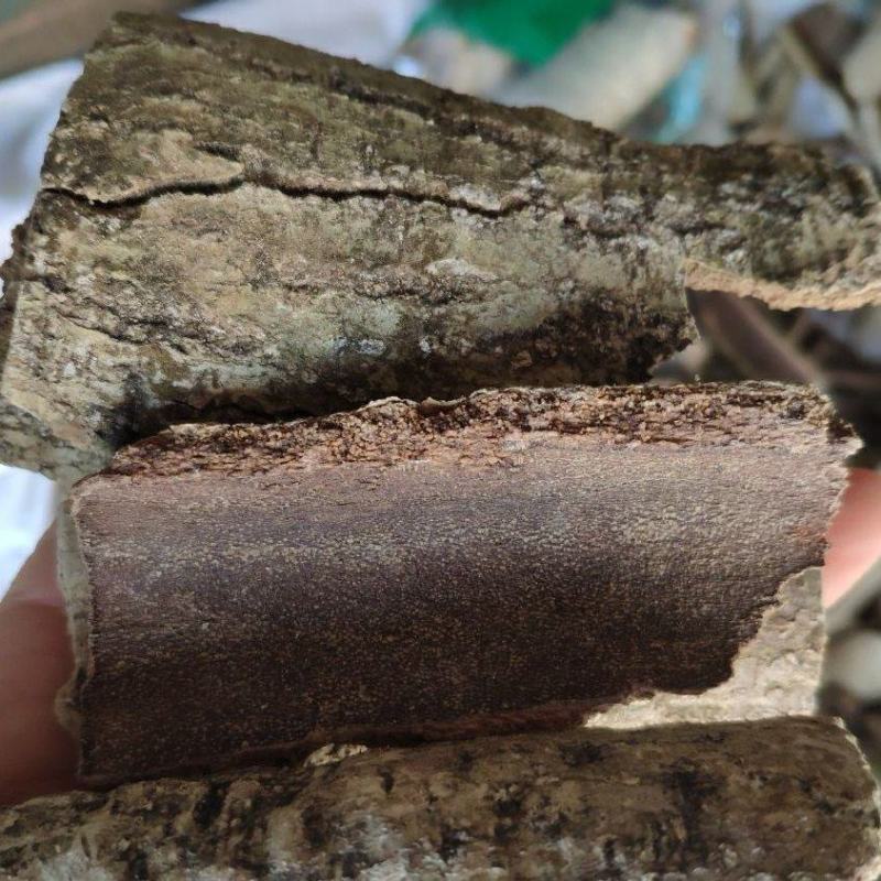 中药材救必应厚皮白兰香白银树皮米碎木铁冬青