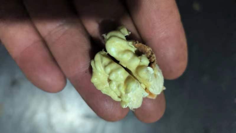 新鲜核桃剖面图